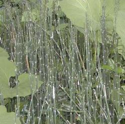 Equisetum hyemale 'var. robustum' Equisetum hyemale 'var. robustum'