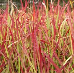 Imperata 'Red Baron' Imperata 'Red Baron'