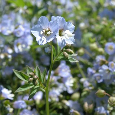 Polemonium Blue Pearl