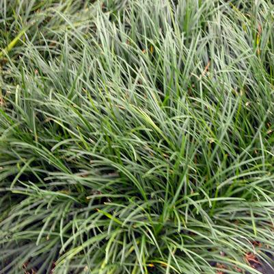 Ophiopogon japonicus 
