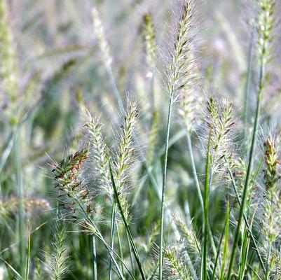 Pennisetum Little Bunny