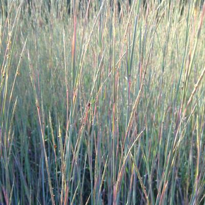 Schizachyrium scoparium 