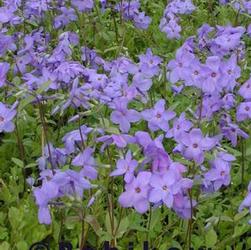 Phlox sto. 'Blue Ridge' Phlox sto. 'Blue Ridge'