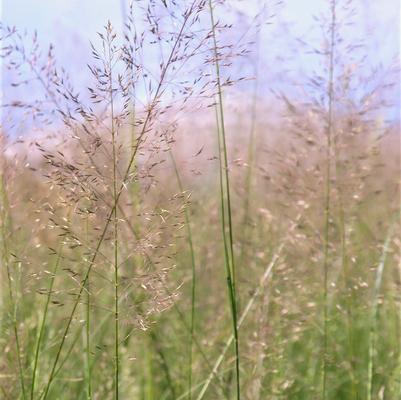 Sporobolus heterolepsis 
