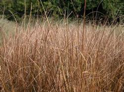 Carex buchananii Carex buchananii