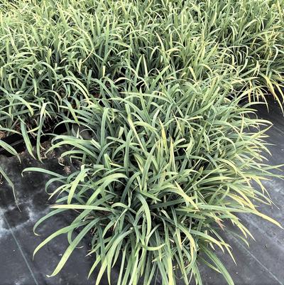 Carex laxiculmis 