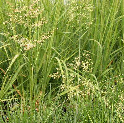 Deschampsia caespitosa 