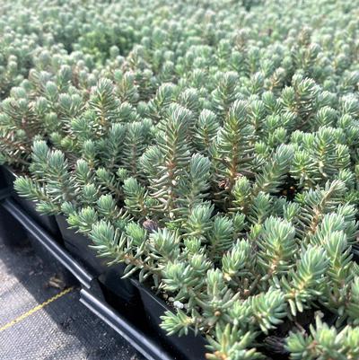 Sedum ref. Blue Spruce