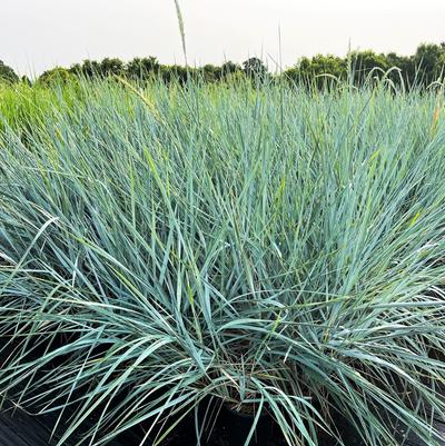 Leymus Blue Dune