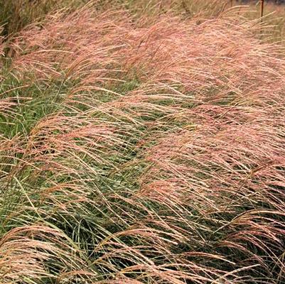 Miscanthus Adagio