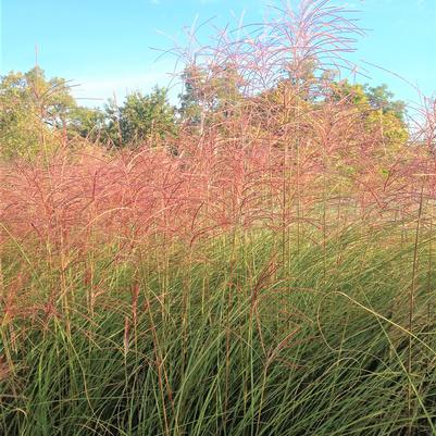 Miscanthus 'Gracillimus' Miscanthus 'Gracillimus'