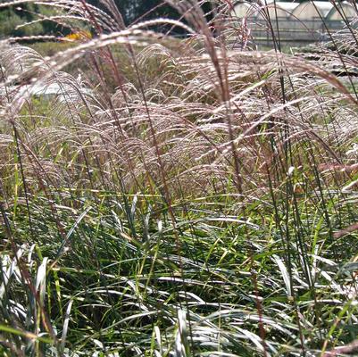 Miscanthus 'Little Kitten' Miscanthus 'Little Kitten'