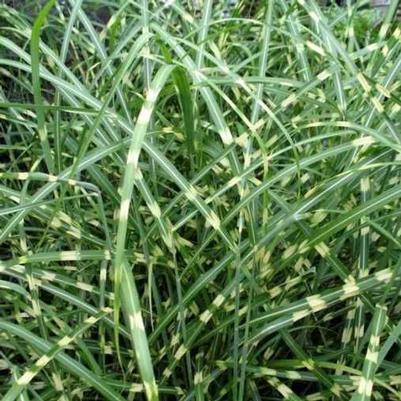 Miscanthus Little Zebra