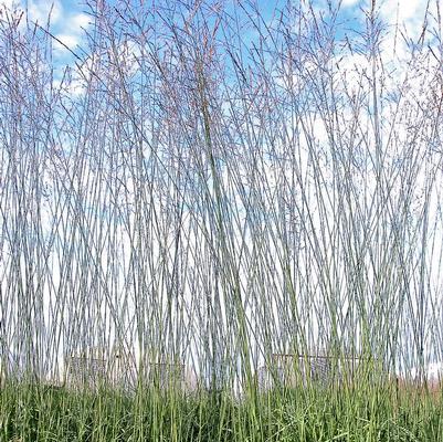 Molinia 'Skyracer' Molinia 'Skyracer'