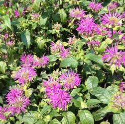 Monarda did. 'Blue Stocking' Monarda did. 'Blue Stocking'
