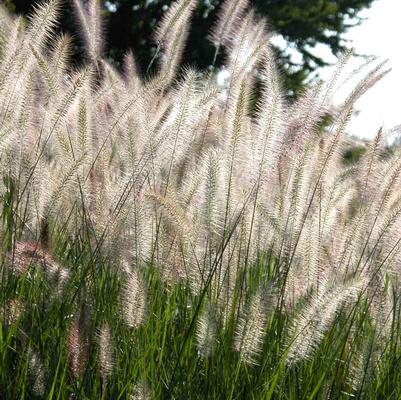 Pennisetum alopecuroides 