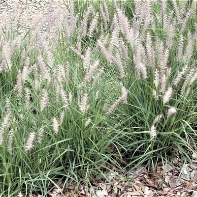 Pennisetum orientale 