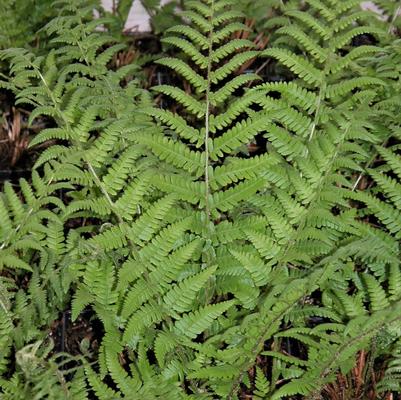 Dryopteris felix mas 