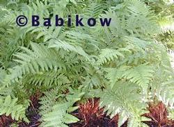 Dryopteris com. ''Robust'' Dryopteris com. ''Robust''