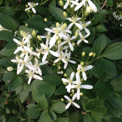 Clematis virginiana 