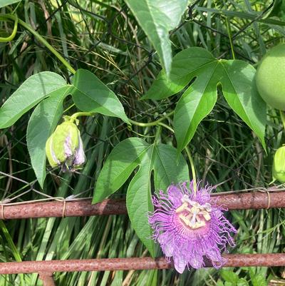 Passiflora incarnata 