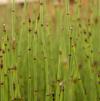 Equisetum scirpoides Equisetum scirpoides
