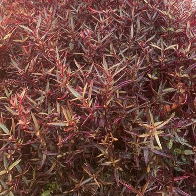 Alternanthera Red Threads