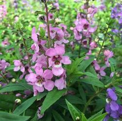 Angelonia Serena 'Lavender Pink' Angelonia Serena 'Lavender Pink'