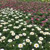 Argyranthemum Comet 'White' Argyranthemum Comet 'White'