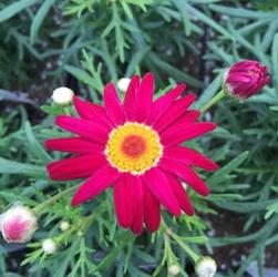 Argyranthemum Comet 'Red' Argyranthemum Comet 'Red'