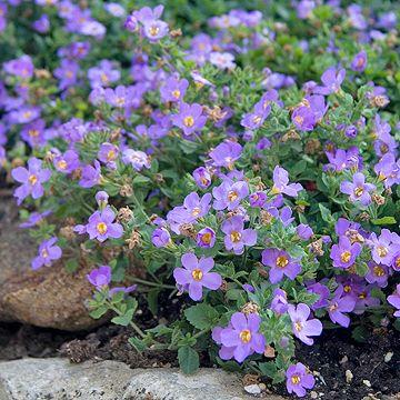 Bacopa Betty Dark Blue