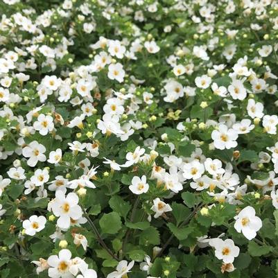 Bacopa Betty White