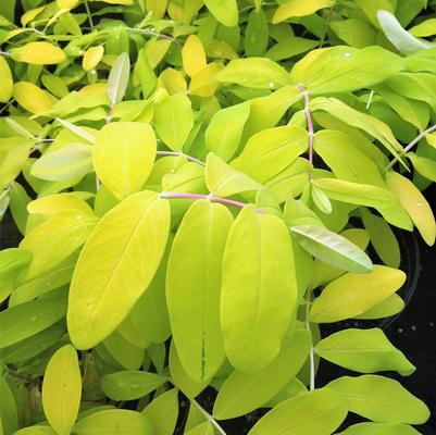 Hypericum cal. 'Briggadoon' Hypericum cal. 'Briggadoon'