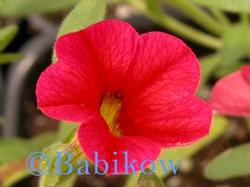 Calibrachoa NOA 'Red' Calibrachoa NOA 'Red'