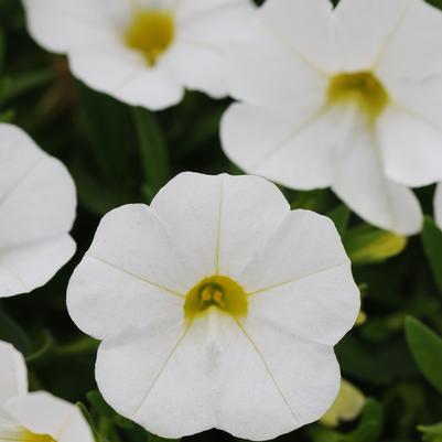 Calibrachoa Kabloom 'White' Calibrachoa Kabloom 'White'