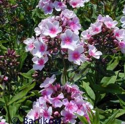 Phlox pan. 'Bright Eyes' Phlox pan. 'Bright Eyes'