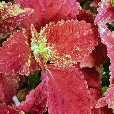 Coleus Sunset