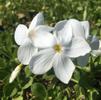 Phlox sto. 'Bruce's White' Phlox sto. 'Bruce's White'