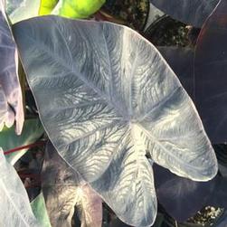 Colocasia Esculenta Diamond Head