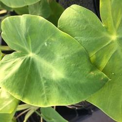 Colocasia 'Maui Gold' Colocasia 'Maui Gold'
