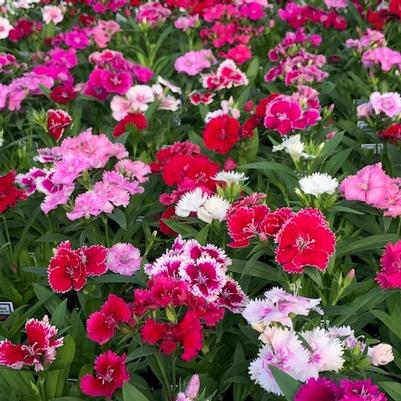 Dianthus 'Ideal Select Mix' Dianthus 'Ideal Select Mix'