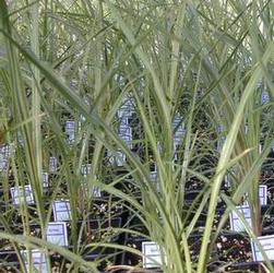 Dracaena indivisa Dracaena indivisa