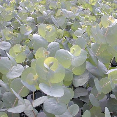 Eucalyptus Silver Drop