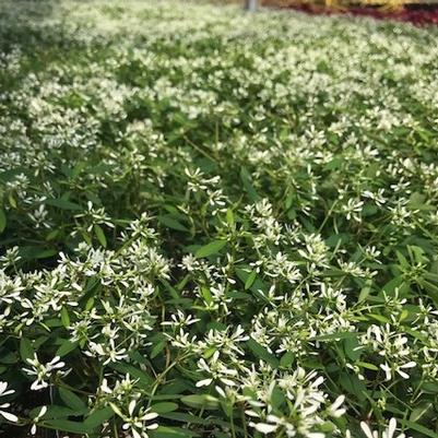 Euphorbia hypericifolia Crystal White