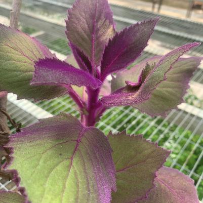Gynura 'Purple Passion' Gynura 'Purple Passion'