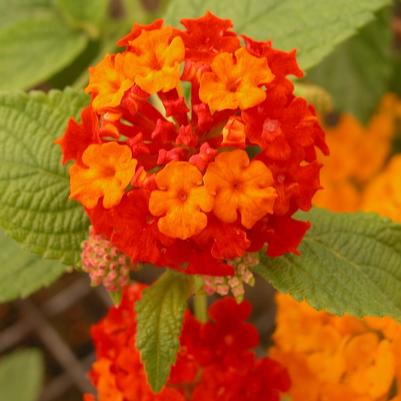 Lantana Dallas Red