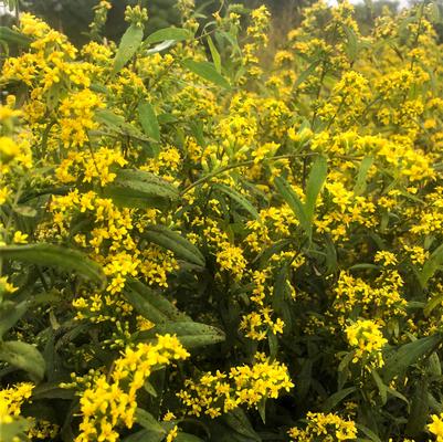 Solidago caesia 