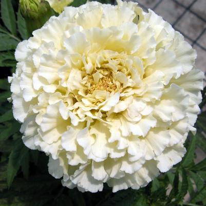 Marigold Taishan Vanilla