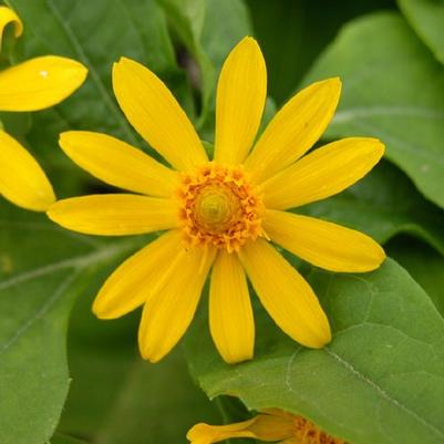 Melampodium 'Showstar' Melampodium 'Showstar'