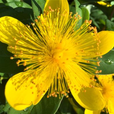 Hypericum calycinum 